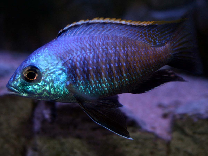 Placidochromis sp. 'blue otter' Tsano Rock